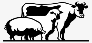 4 H Livestock Of Clipart - Show Livestock Png #1545