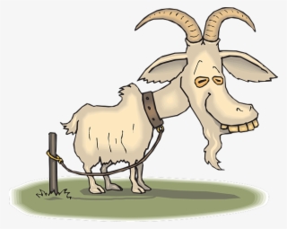 Happy Birthday You Old Goat Greeting Card #1650
