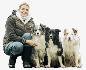 Border Kolie Od Úlu - Companion Dog #3785