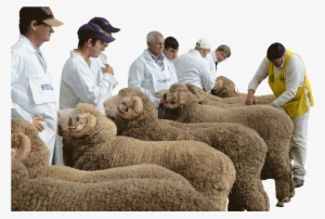 Midstate Merinos Field Day Hogget Competition - Sheep #3834