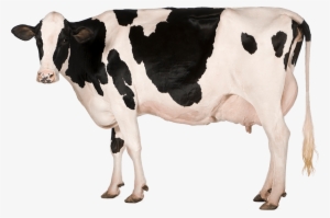 Dairy Farms - Cow And Its Products #4002