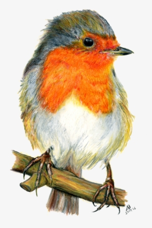 Robin Red Breast, Watercolour Pencil Drawing - Drawings Of Garden Birds #4360