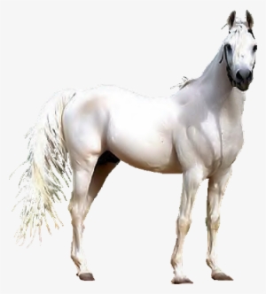Renaissance Clipart Horse - White Arabian Horse Png #4661