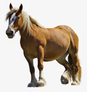 Gray Horse Png Photo - Horse Transparent #4666