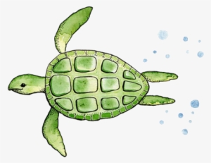 Photo Gallery Of - Turtle Watercolor Simple #4794