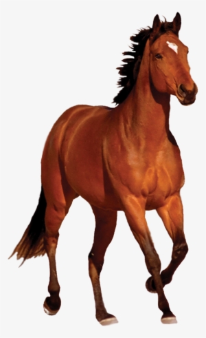 Horse Hd Png Transparent Horse Hd - Horse Png #4852