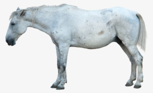 White Horse Png Image - Horse Png #5144