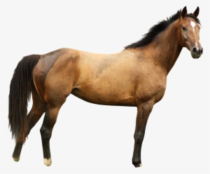 Horse Transparent #5172 Horse Transparent #5172
