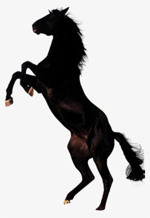 Horse Png Clipart Vector Black And White Library - Horse Png #5287