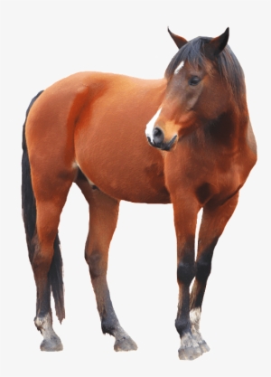 Hol Horse Half Horse #5392