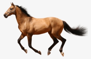 Horse Running Transparent Background #5576