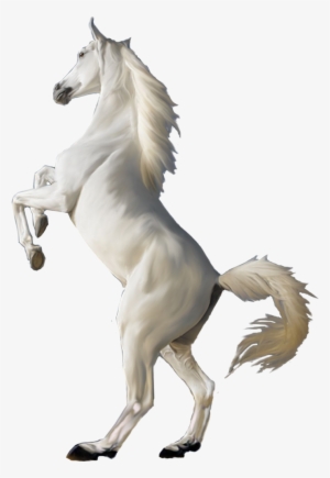 White Horse Png #5592 White Horse Png #5592