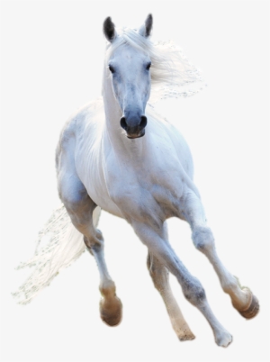 Witcher Horse - Horse #5673