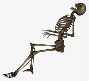 Free Png Skeleton, Skull Png Images Transparent - Skeleton Png #5963