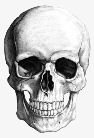 Download Skeleton Head Png Transparent Skeleton Head Png Image Free Download Pngkey