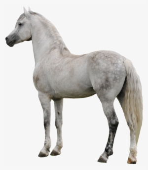 Horse Png Clipart - White Horse Transparent Background #6192 Horse Png Clipart - White Horse Transparent Background #6192