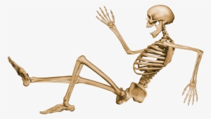Skeleton Sitting - Skeleton Sitting Down Png #6351