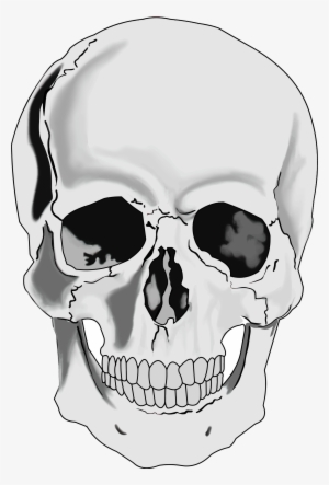 Skull Face Png - Human Skull Clipart #6403