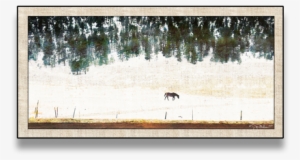 Rocky Mountain Horse Canvas - Picture Frame #6405