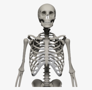 Skeleton Png #6428
