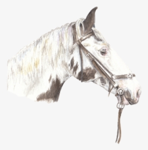 This Is A Signed, Limited Edition Archival Quality - Stallion #6429