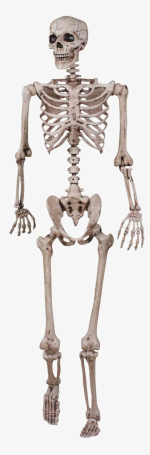 Halloween Skeleton Vector Free Png Image - Grade 5 Skeletal System #6504