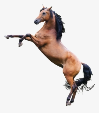 Horse Png Image - Best Gift - Arabian Horse Canvas Hoodie/t-shirt/mug #6555 Horse Png Image - Best Gift - Arabian Horse Canvas Hoodie/t-shirt/mug #6555