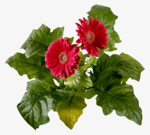 Watercolor Painting Transvaal Daisy Cut Flowers Chrysanthemum - Watercolor Painting #6677