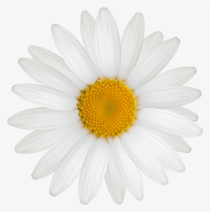 White Daisy Png Clipart - White Flower Clipart Png #6904
