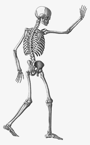 Halloween Skeleton Png Image With Transparent Background - Transparent Skeleton #7100