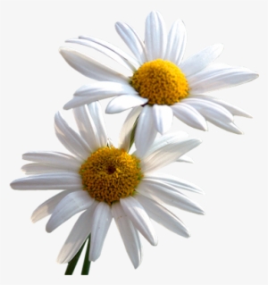 Daisy Png File - Gifs Margaritas #7208 Daisy Png File - Gifs Margaritas #7208