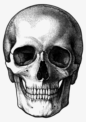 Nice Line Drawing - Skull Art #7258