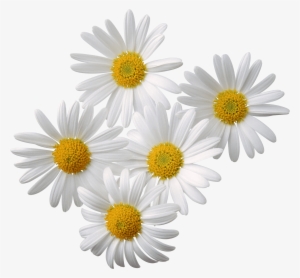 Download - Transparent Daisy Flower #7305