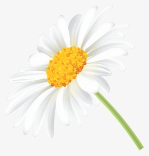 Daisy Png #7351 Daisy Png #7351