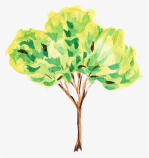 Drawing Tree Crayon - Plant Watercolor Png Free #7453