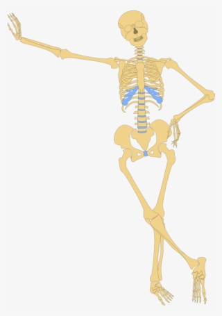 Human Skeleton Clippings - Anatomy Clipart #7484