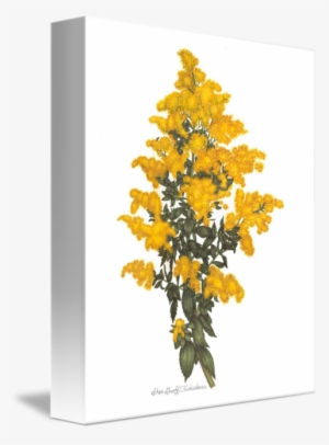 Goldenrod Drawing Watercolor Png Royalty Free Stock - Drawing #7653