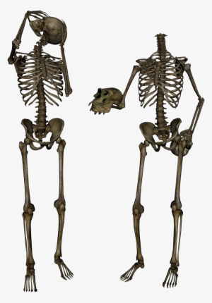 Skeleton, Skull Png Image - Body Skull Png #7711