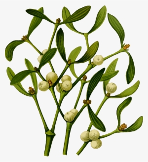 Big Image - Mistletoe #7796