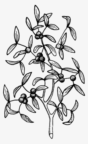 Mistletoe - Mistletoe - Mistletoe - Mistletoe - Mistletoe Tattoo Designs #7847