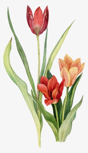 Tulip Flower Watercolor Painting Drawing - Tulip Drawing In Watercolor #7921