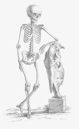 Halloween Skeleton Png File - Halloween Skeleton Skeleton Png #8013