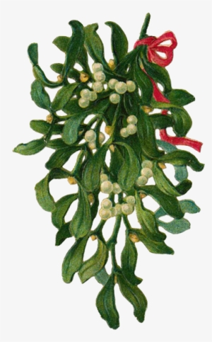 Kissing Under Mistletoe - White Cedar #8070