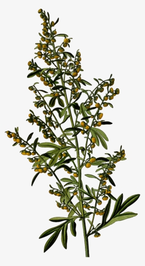 Clipart Wormwood Detailed Big - Wormwood Png #8098