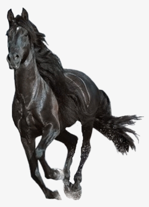 Horse Png Download - Beautiful Horses Running #8234