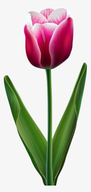 Cliparts Tulips Flowers #8287