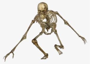 Skeleton-049 - Skeleton Png #8448