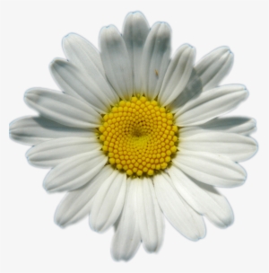 Daisies Png Image Background - Transparent Background Daisy Png #8675