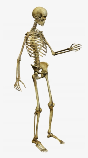 Free Pictures Of Skeletons For Kids, Download Free - Skeleton #8728