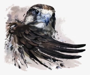 Watercolor Painting Falcon Illustration - Peregrine Falcon Tattoo #8889
